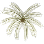  Palm A   Favicon Preview 