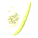  Wax Beans   Favicon Preview 