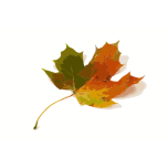  Maple Leaf   Favicon Preview 